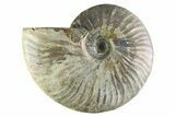 Silver Iridescent Ammonite (Cleoniceras) Fossil - Madagascar #345599-1